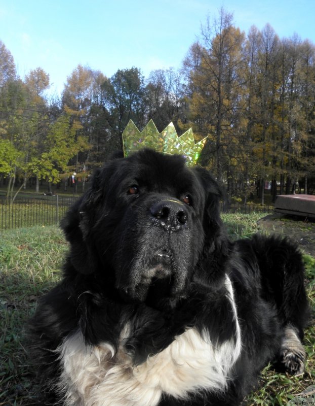 Фото: ньюфаундленд Старбимовлав Гардемарин