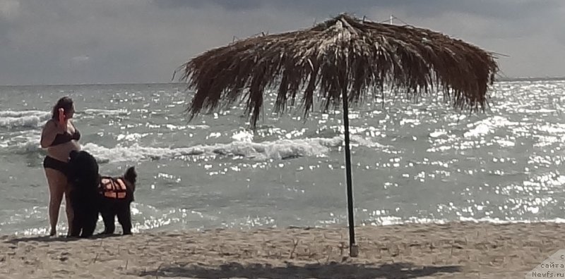 Фото: ньюфаундленд Матвей с Берега Дона (Matvey s Berega Dona), Лилиана Рахматова