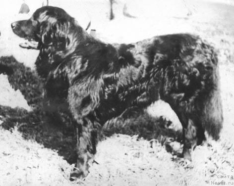 Фото: ньюфаундленд Тиндуф