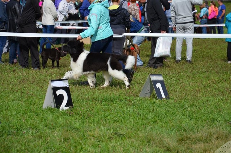 Фото: ньюфаундленд Гордон Инг'л Перикльз фром Рашн Беар
