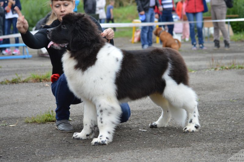Фото: ньюфаундленд Гордон Инг'л Перикльз фром Рашн Беар