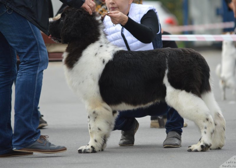 Фото: ньюфаундленд Гордон Инг'л Перикльз фром Рашн Беар
