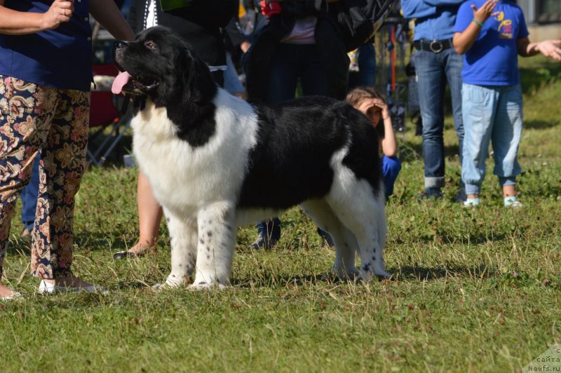 Фото: ньюфаундленд Гордон Инг'л Перикльз фром Рашн Беар