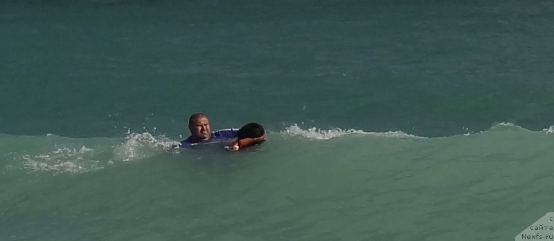 Фото: ньюфаундленд Матвей с Берега Дона (Matvey s Berega Dona), Юрий Малев