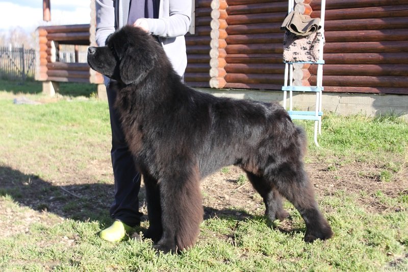 Фотография № 230915