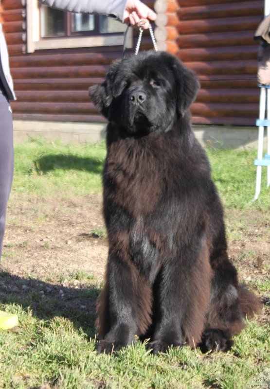 Фото: ньюфаундленд Терра Виктория Жу Шоу (Terra Victoria Ghou Show)