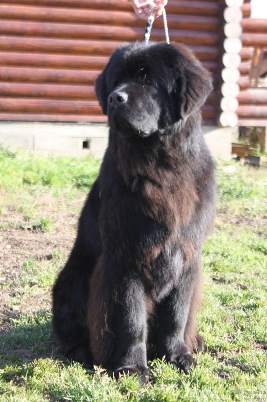 Фотография № 230918