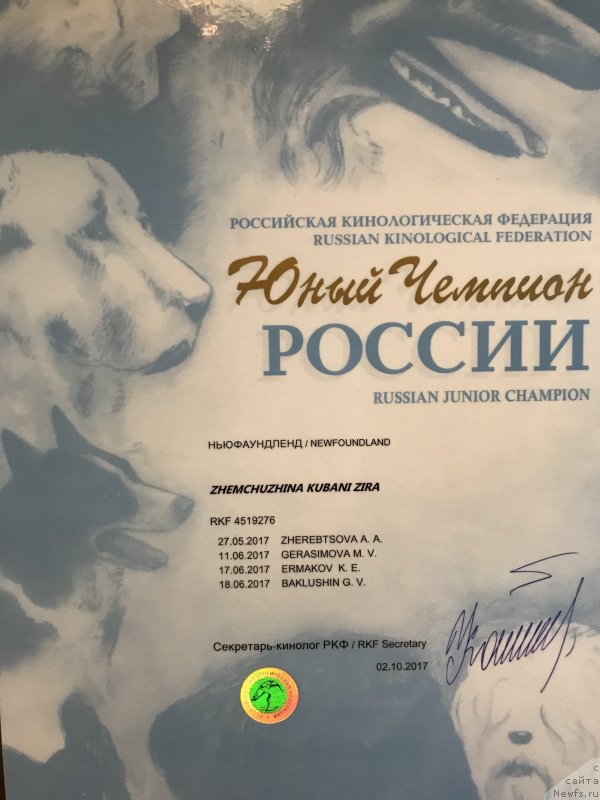 Фото: ньюфаундленд Жемчужина Кубани Зира (Zhemchuzhina Kubani Zira)
