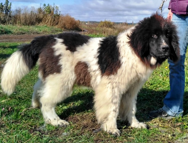 Фото: ньюфаундленд Velyke Malyatko Ity Do Peremogy