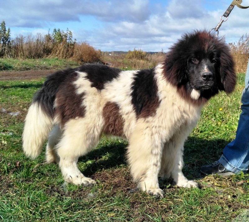 Фото: ньюфаундленд Velyke Malyatko Ity Do Peremogy