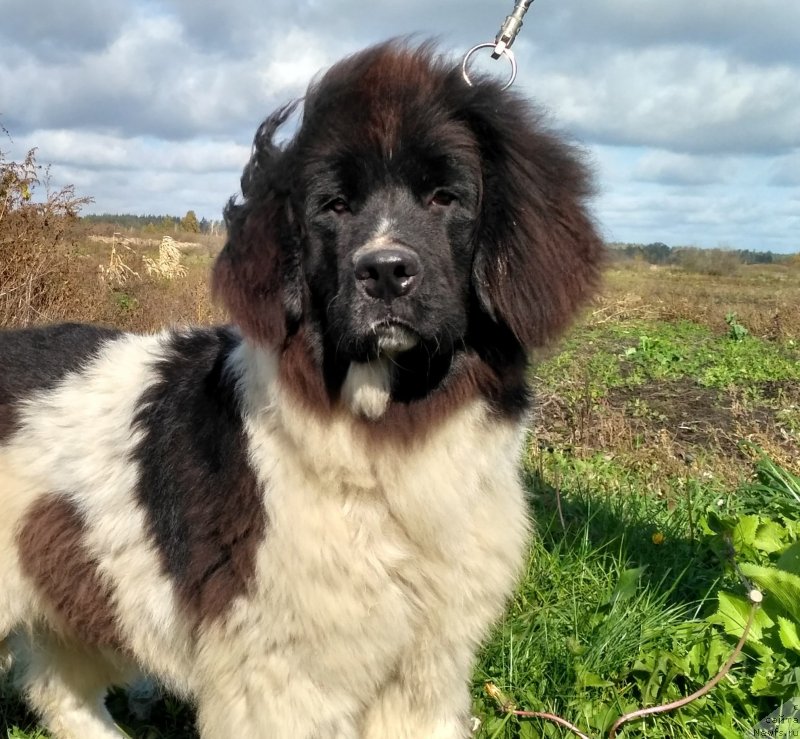 Фото: ньюфаундленд Velyke Malyatko Ity Do Peremogy