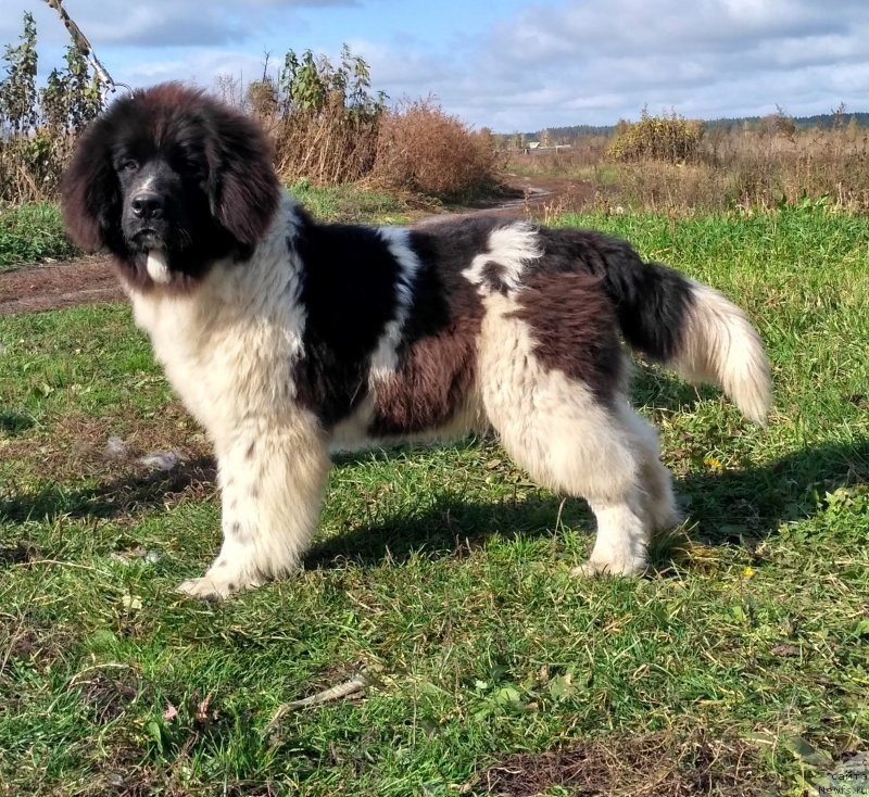 Фото: ньюфаундленд Velyke Malyatko Ity Do Peremogy