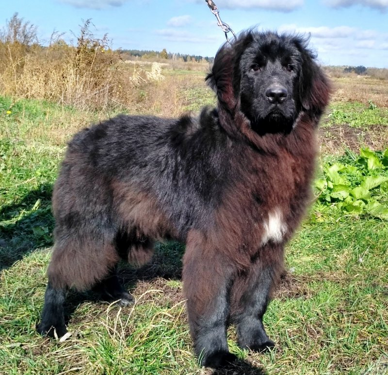 Фото: ньюфаундленд Velyke Malyatko Instynkt Ryativnyka