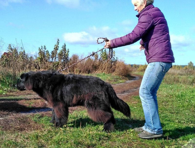 Фото: ньюфаундленд Velyke Malyatko Instynkt Ryativnyka