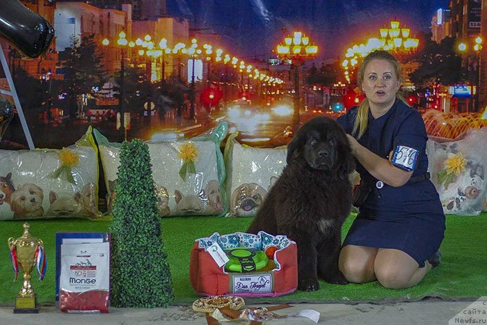 Фото: ньюфаундленд Лукас с Берега Дона (Lukas s Berega Dona)