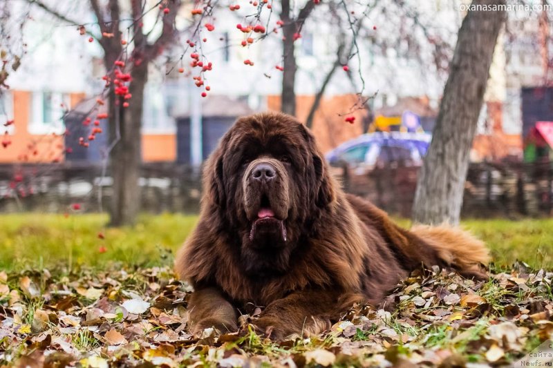 Фото: ньюфаундленд Браунблад МСК Велес Алистер (Brownblood MSK Veles Alister)