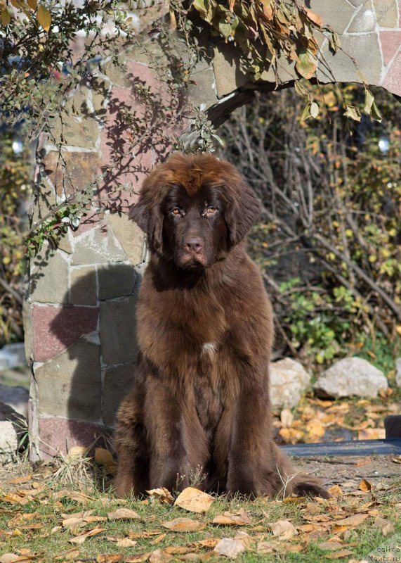 Фото: ньюфаундленд Браунблад МСК Дрими Эйн (Brownblood MSK Drimi Ein)
