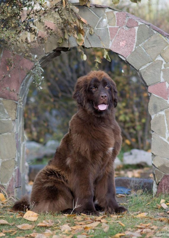 Фото: ньюфаундленд Браунблад МСК Дрими Эйн (Brownblood MSK Drimi Ein)