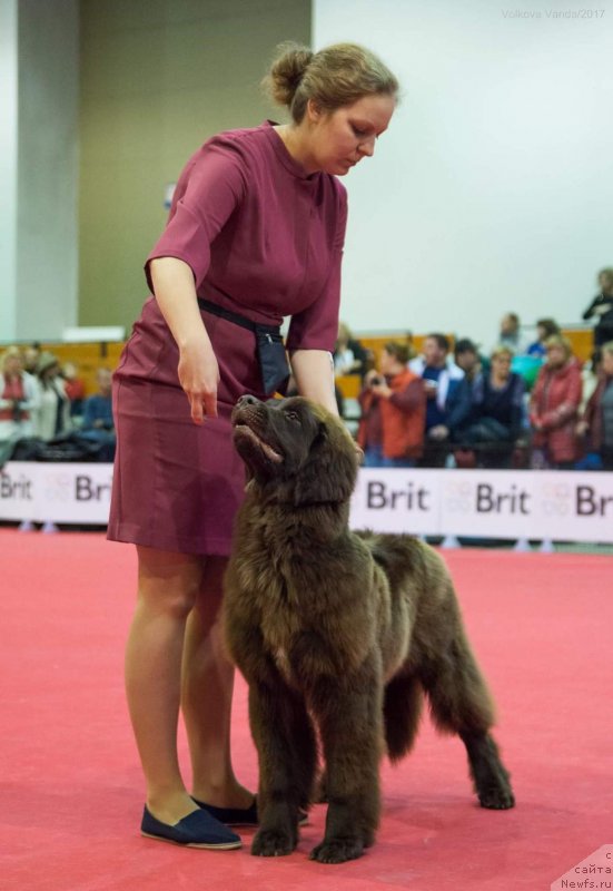 Фото: ньюфаундленд Браунблад МСК Дрими Эйн (Brownblood MSK Drimi Ein)