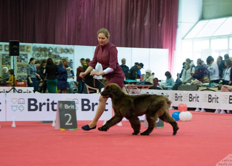 Фото: ньюфаундленд Браунблад МСК Дрими Эйн (Brownblood MSK Drimi Ein)