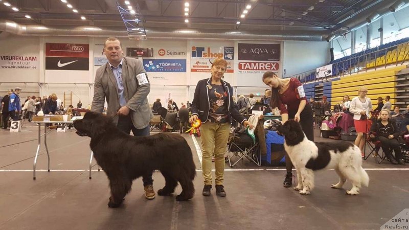 Фото: ньюфаундленд Браунблад МСК Амадей-Дефендер (Brownblood MSK Amadey-Defender), ньюфаундленд Терра Виктория Заметти Роуз
