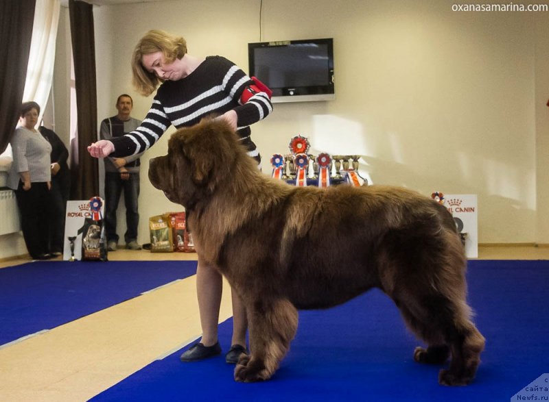 Фото: ньюфаундленд Браунблад МСК Велес Алистер (Brownblood MSK Veles Alister)