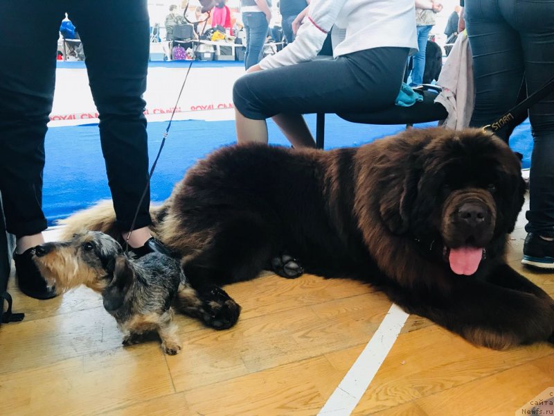Фото: ньюфаундленд Браунблад МСК Велес Алистер (Brownblood MSK Veles Alister)