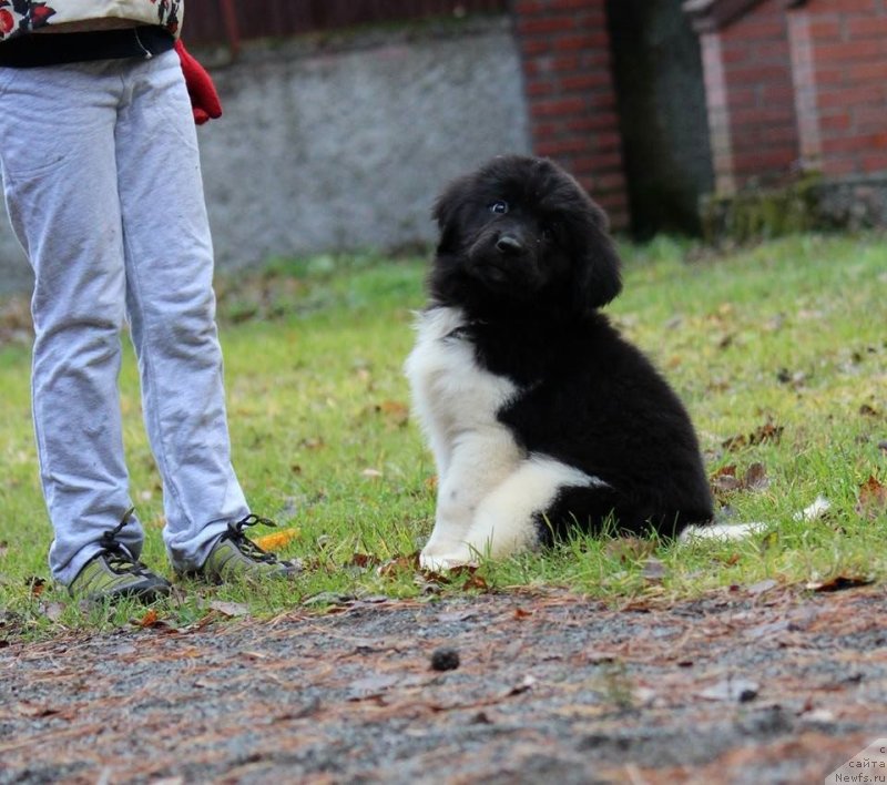 Фотография № 230966