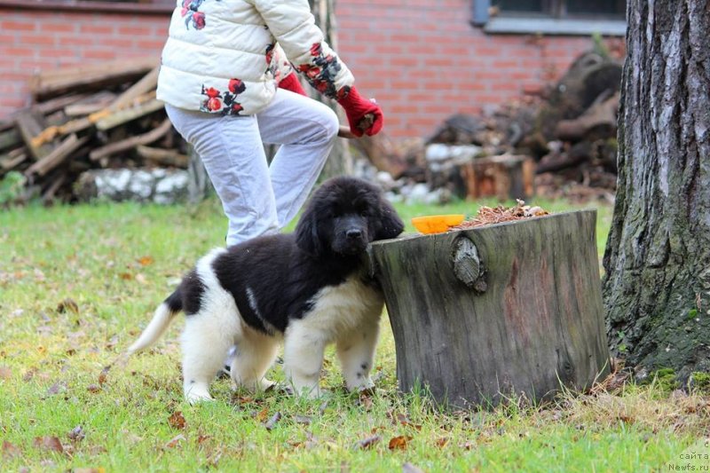 Фотография № 230968