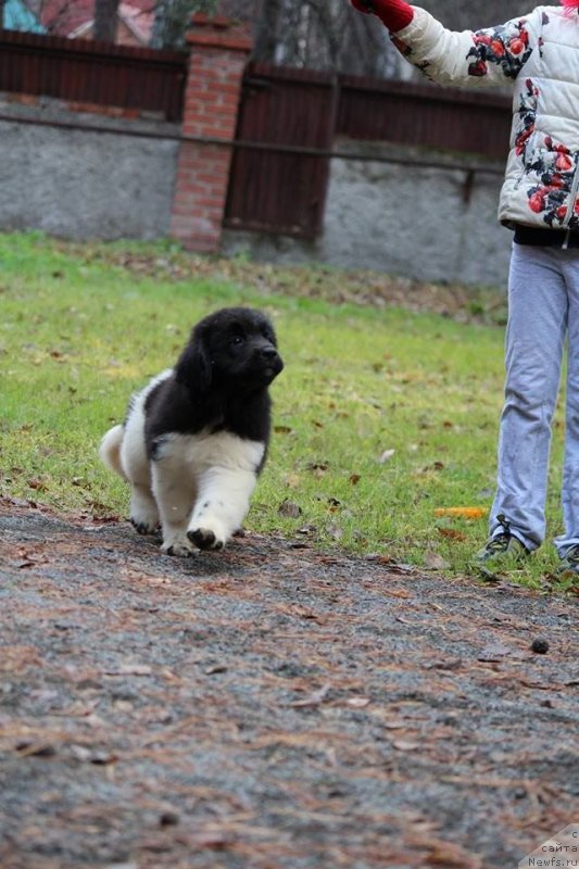 Фотография № 230970