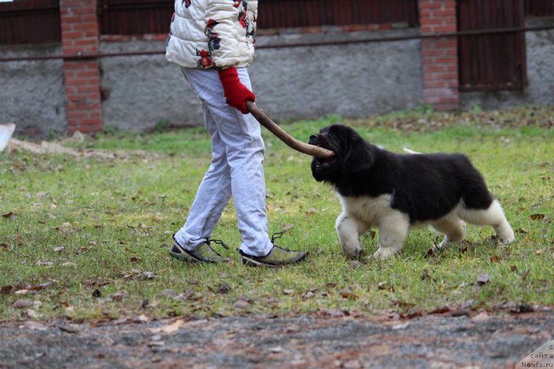 Фотография № 230971