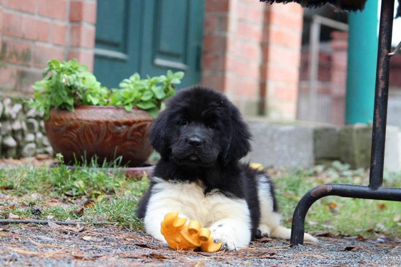 Фото: ньюфаундленд Супер Премиум Юрмала