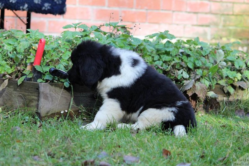 Фотография № 230974