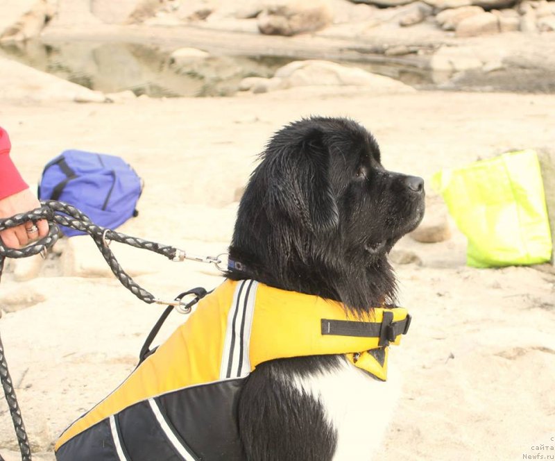 Фото: ньюфаундленд Аквиан Сонг Струберри