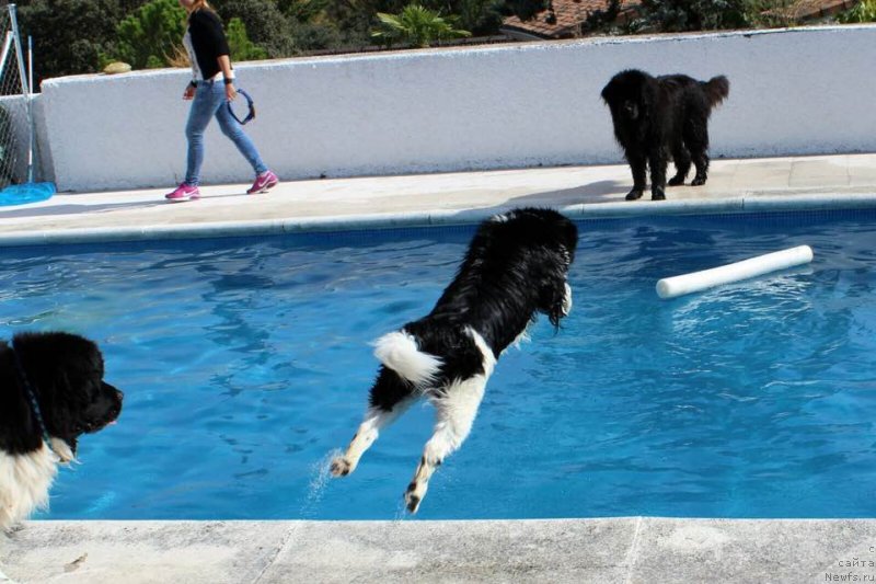 Фото: ньюфаундленд Аквиан Сонг Струберри