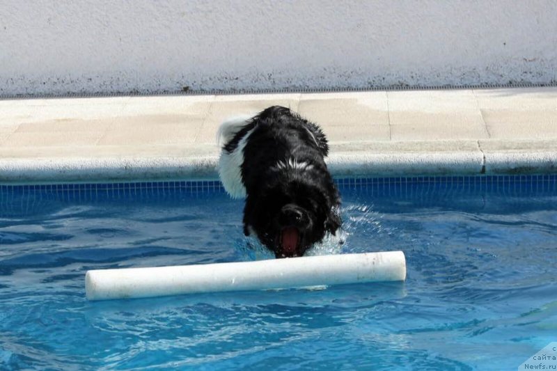 Фото: ньюфаундленд Аквиан Сонг Струберри