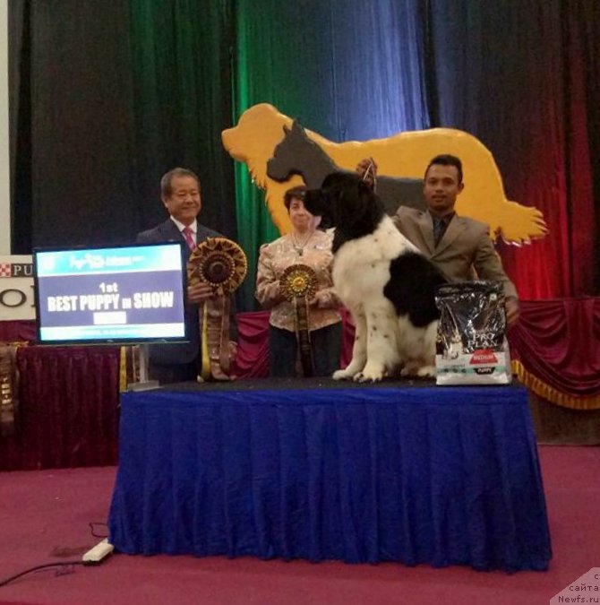 Фото: ньюфаундленд Аквиан Сонг Талисман