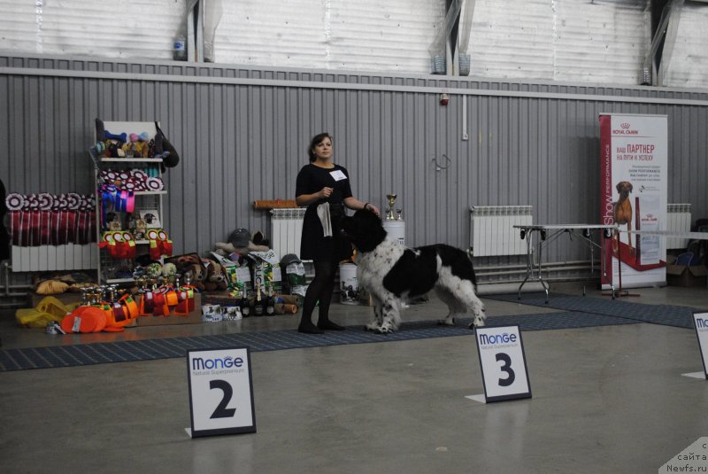 Фото: ньюфаундленд Степная Пальмира Естественно Я Лучший