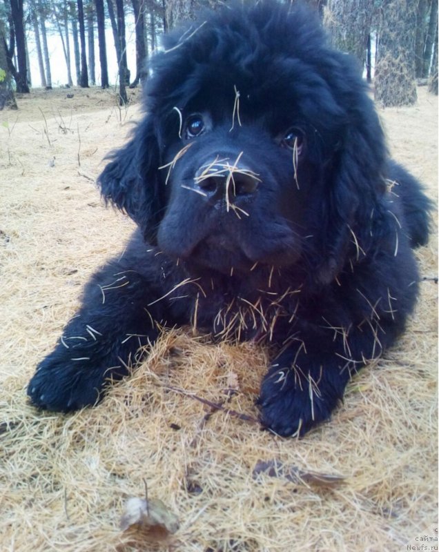 Фотография № 230989