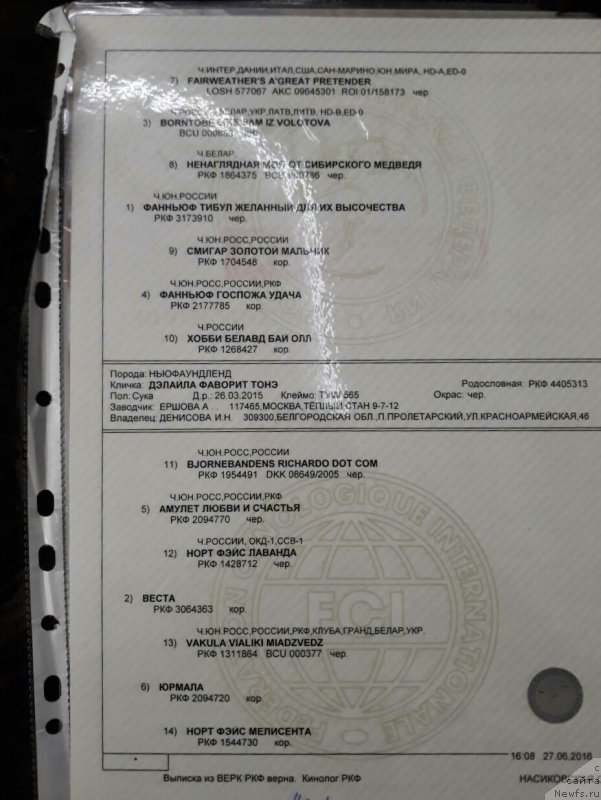 Фото: ньюфаундленд Веста