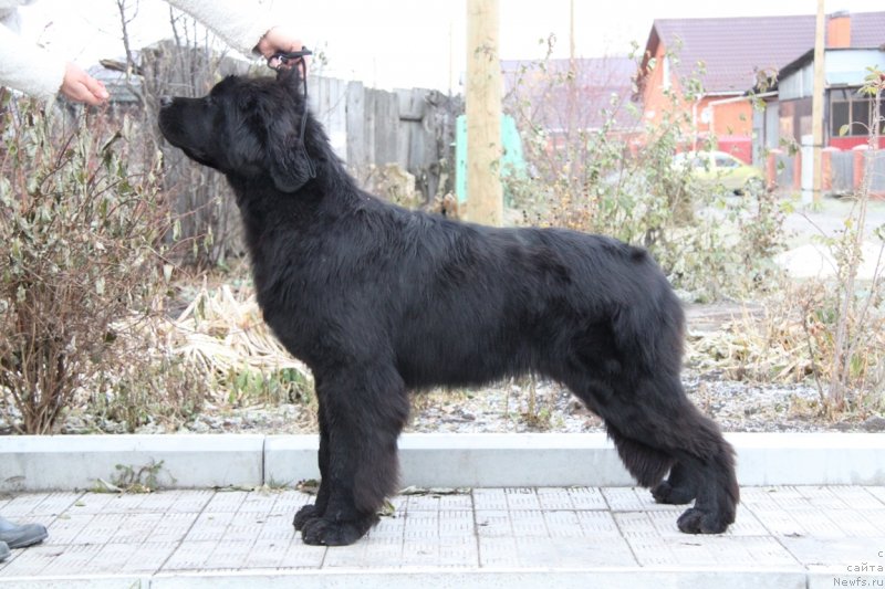 Фото: ньюфаундленд Аквиан Сонг Текила Голд (Akvian Song Tequila Gold)