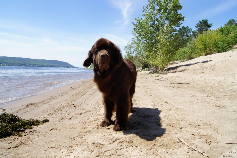 Фото: ньюфаундленд Черный Шарм Дензел Вашингтон