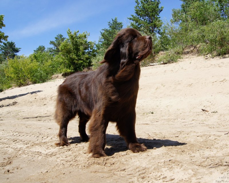Фото: ньюфаундленд Черный Шарм Дензел Вашингтон