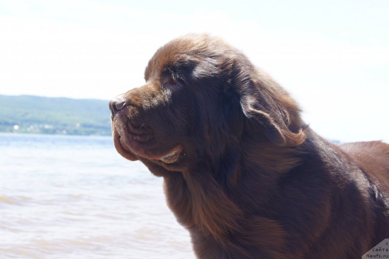 Фото: ньюфаундленд Черный Шарм Дензел Вашингтон