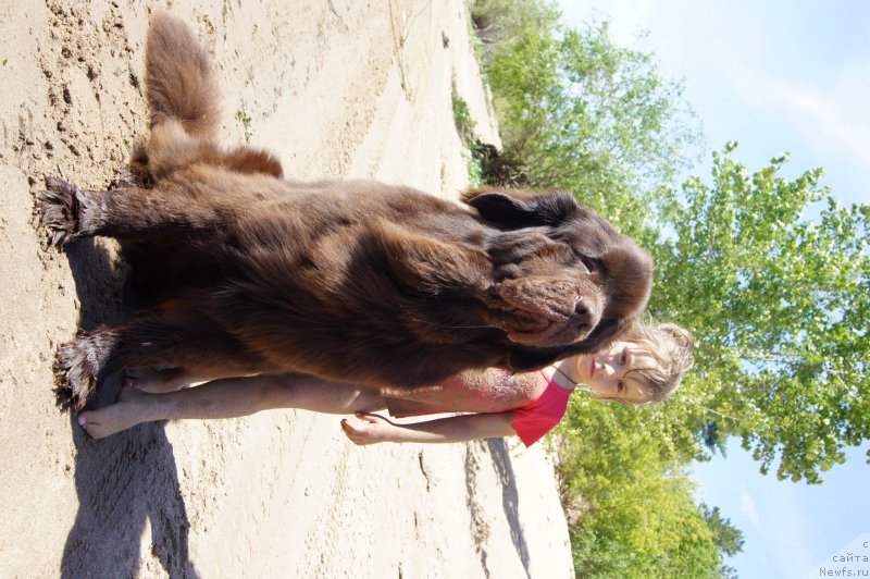 Фото: ньюфаундленд Черный Шарм Дензел Вашингтон