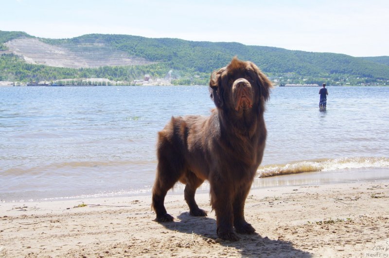 Фото: ньюфаундленд Черный Шарм Дензел Вашингтон