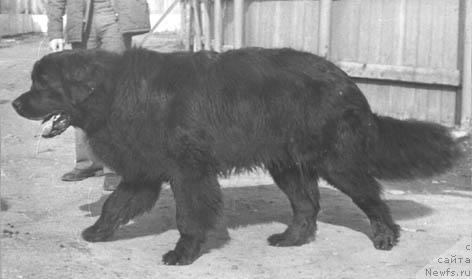 Фото: ньюфаундленд Бэт Билли