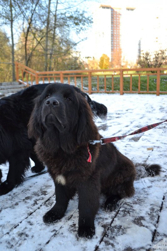 Фотография № 231001