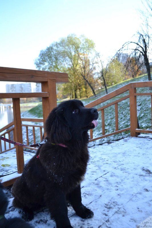 Фотография № 231003