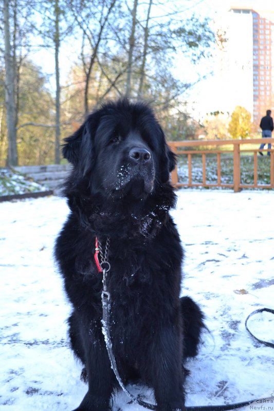 Фотография № 231004